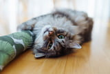 Baldrian für die Katze: Welche Wirkung hat das Kraut?